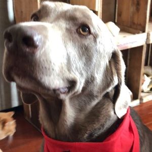 Meet your Posher, Wendy